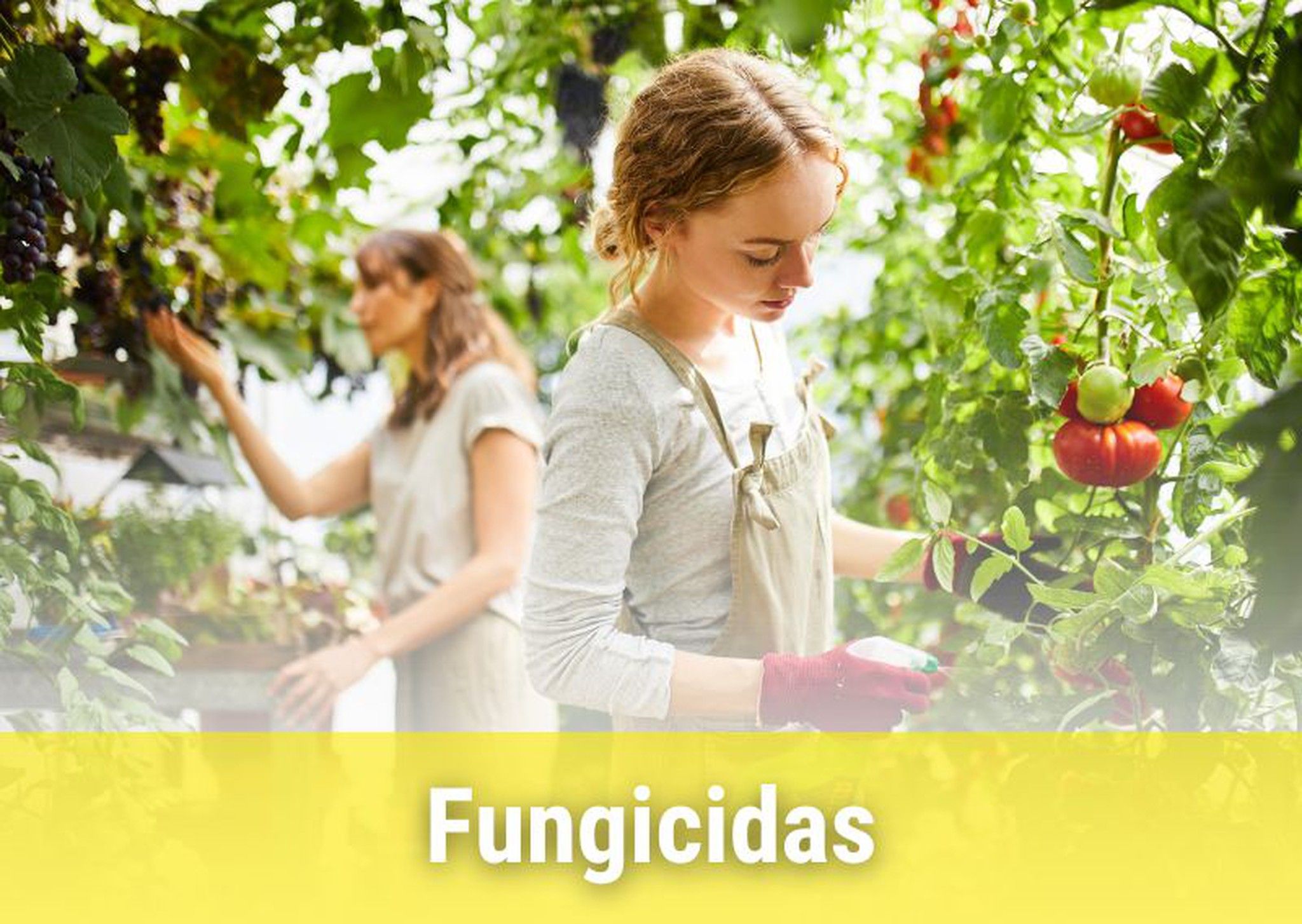 Fungicidas para plantas.