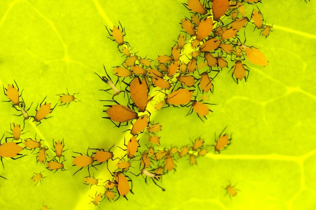 Insecticidas concentrados y listo uso — BoraGarden