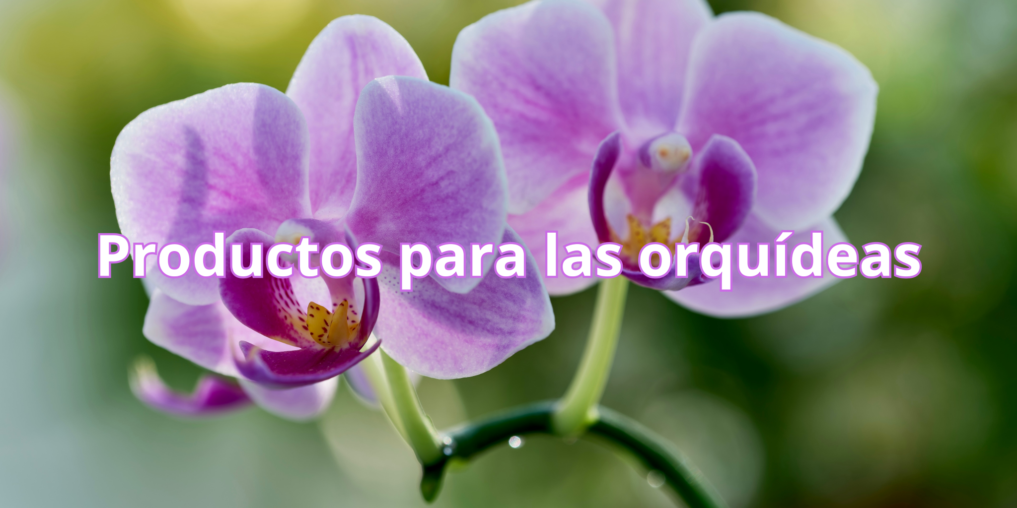 DESDE 2,95€