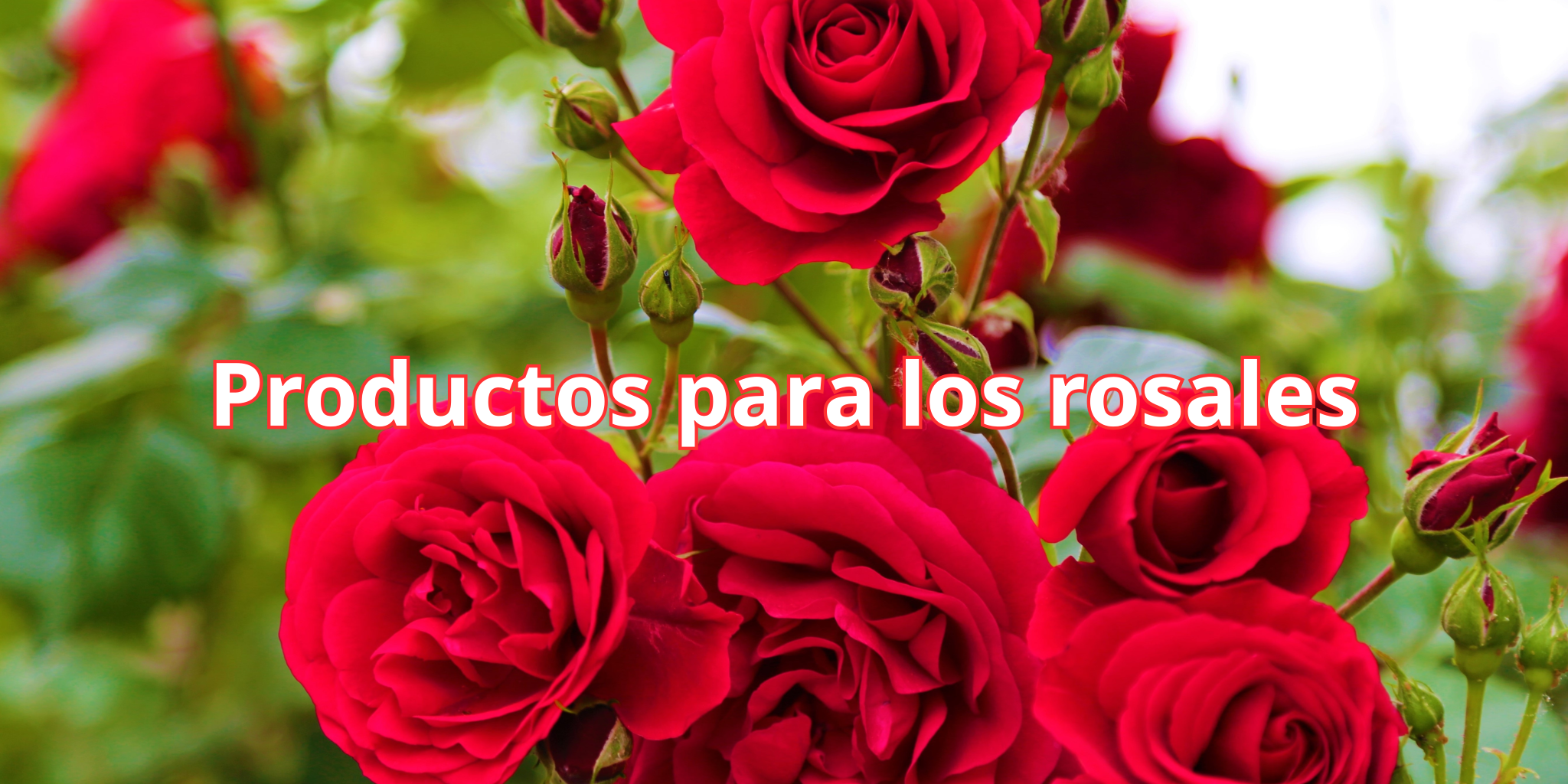 DESDE 3,19€
